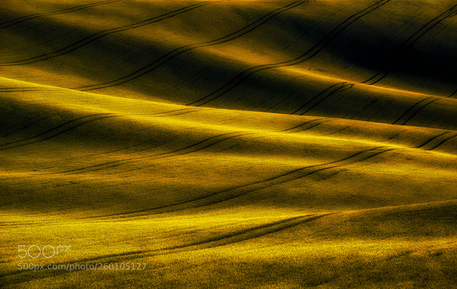 Nikon D610 sample photo. Spring blanket photography
