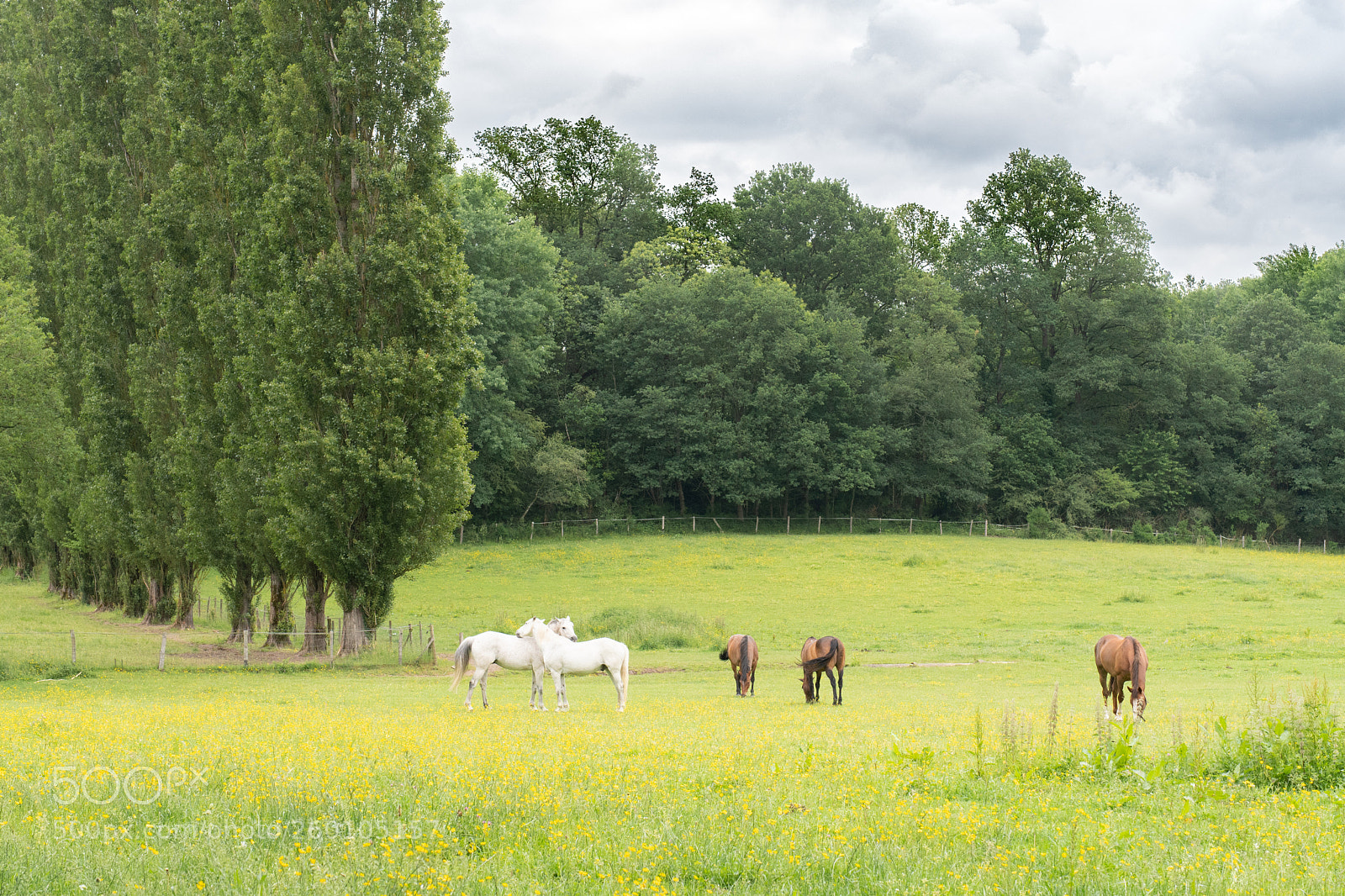 Nikon D500 sample photo. Le paradis! photography