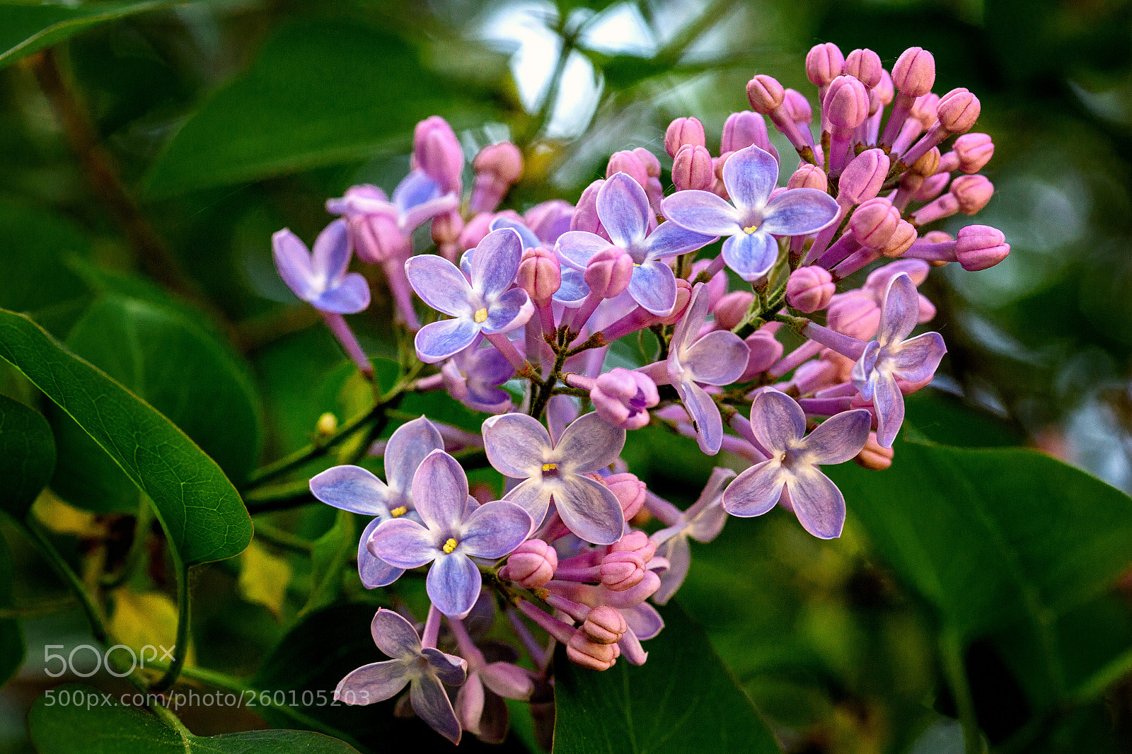 Canon EOS 6D sample photo. Pink lilac photography