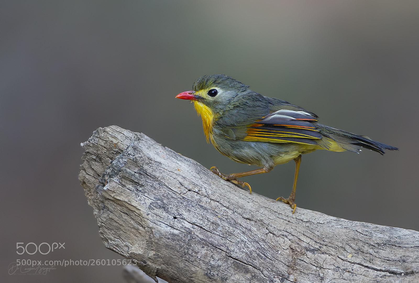 Canon EOS-1D X sample photo. Red billed leothrix photography
