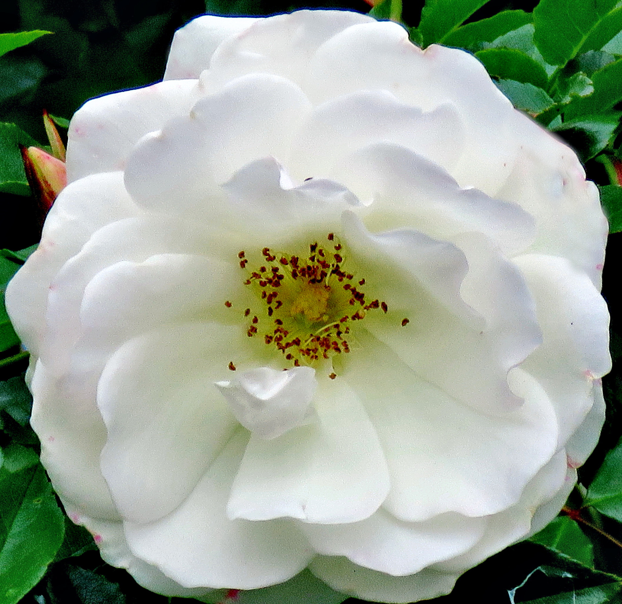 Canon PowerShot SX60 HS sample photo. A white carnation flower photography