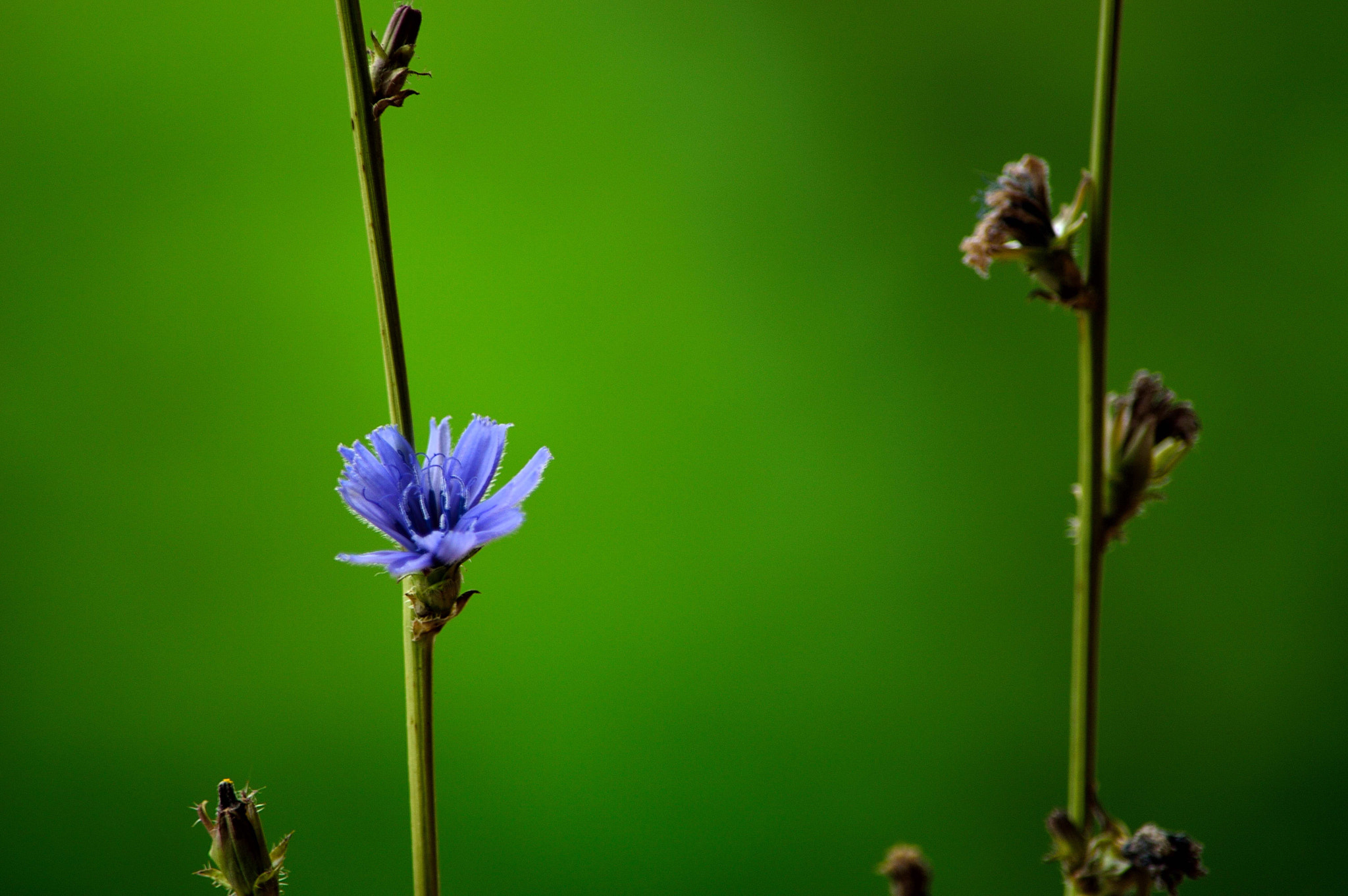 Nikon D3200 sample photo. Wildflower photography