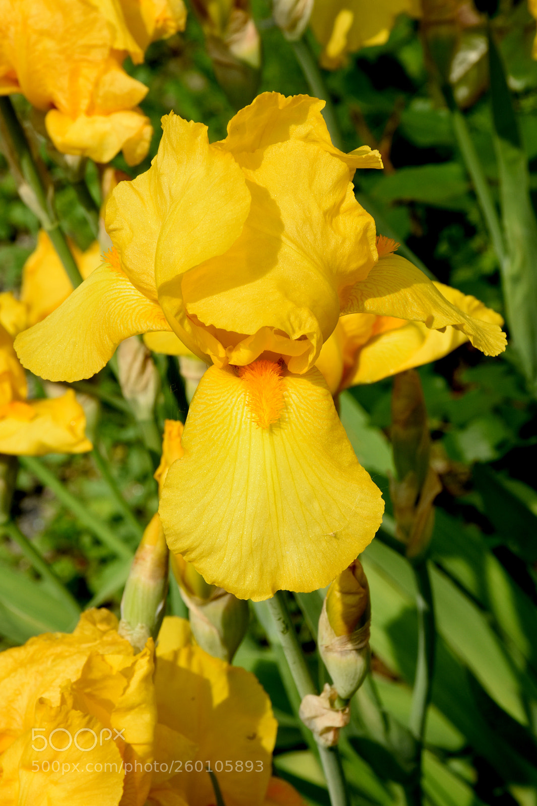 Nikon D7200 sample photo. Yevre le chatel flower photography