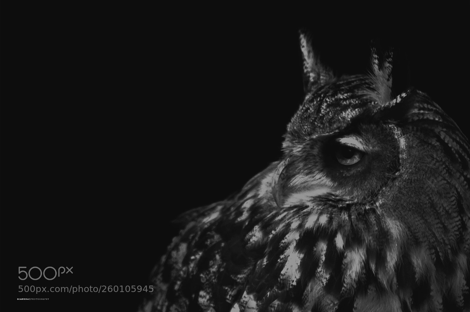 Nikon D3100 sample photo. Owl photography