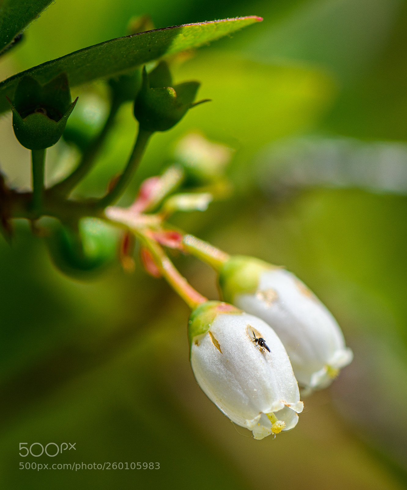 Nikon D850 sample photo. Blueberry blossom macro photography