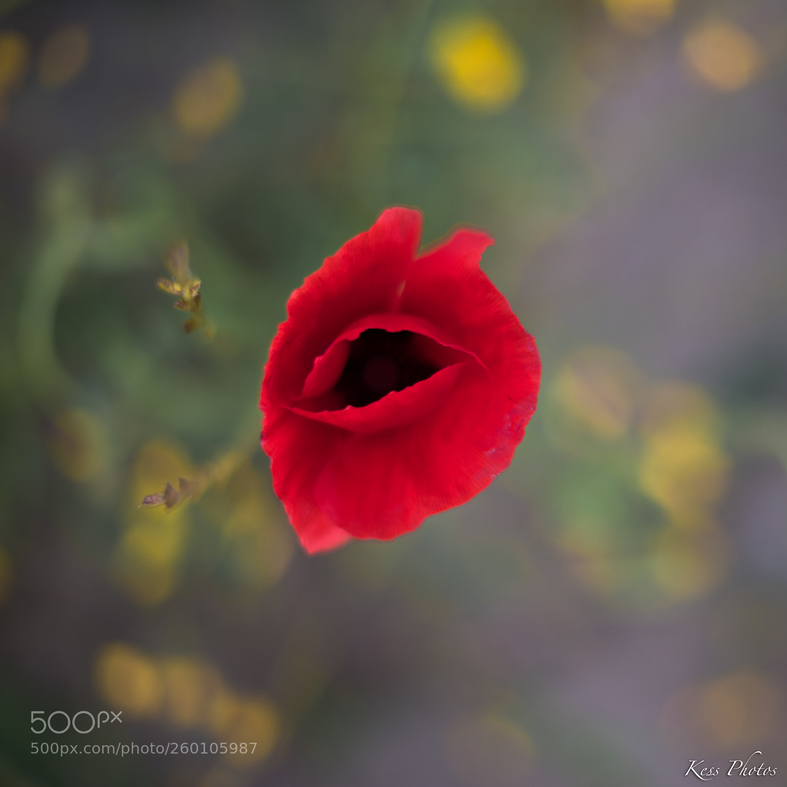 Nikon D750 sample photo. Poppy photography