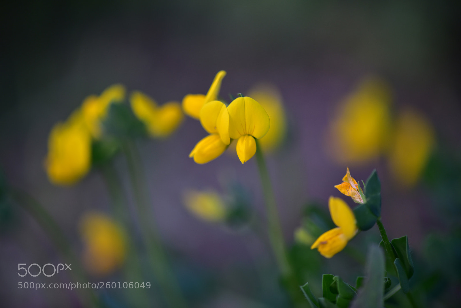 Nikon D810 sample photo. Untitled photography