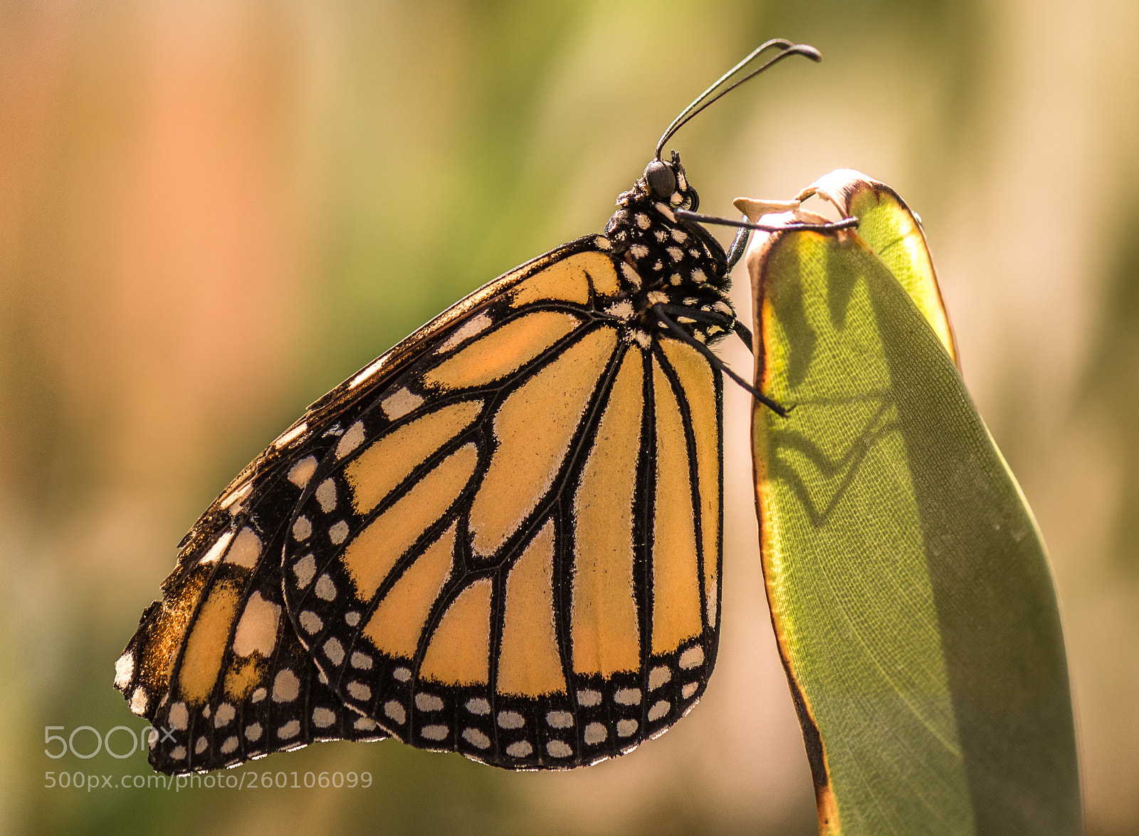 Nikon D500 sample photo. Monarch photography