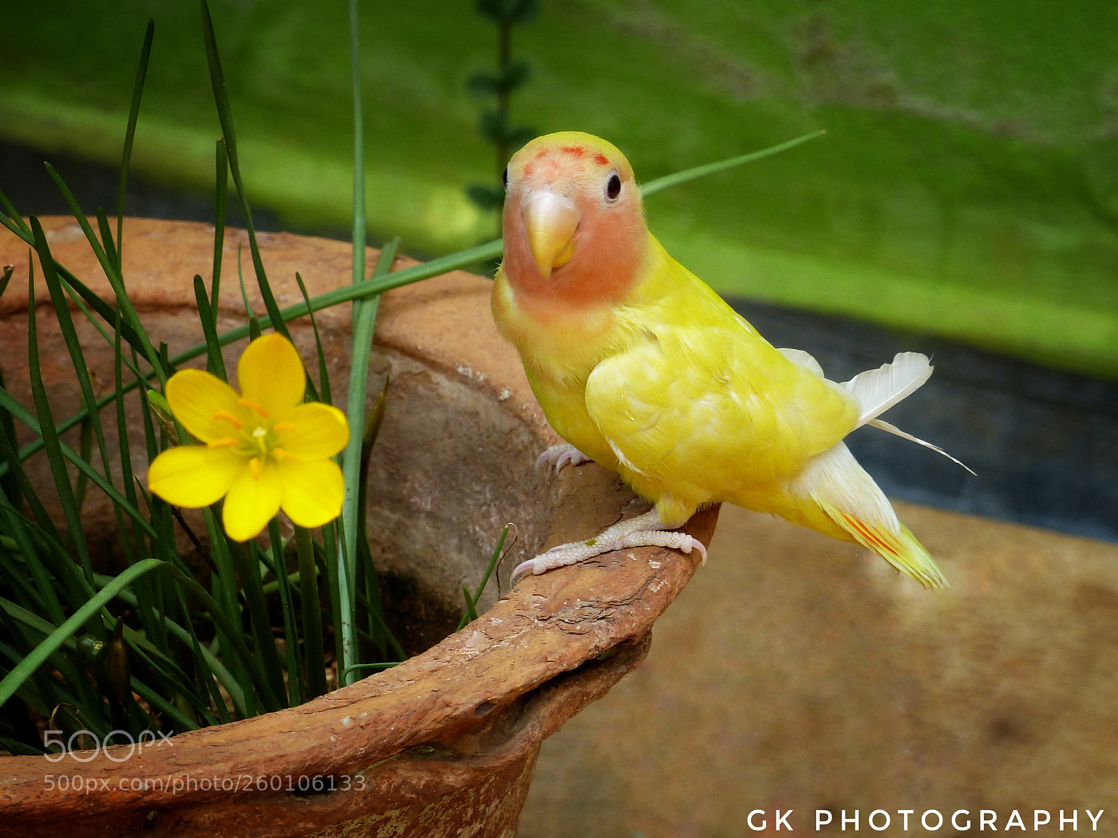 Panasonic Lumix DMC-FZ200 sample photo. Cute photography