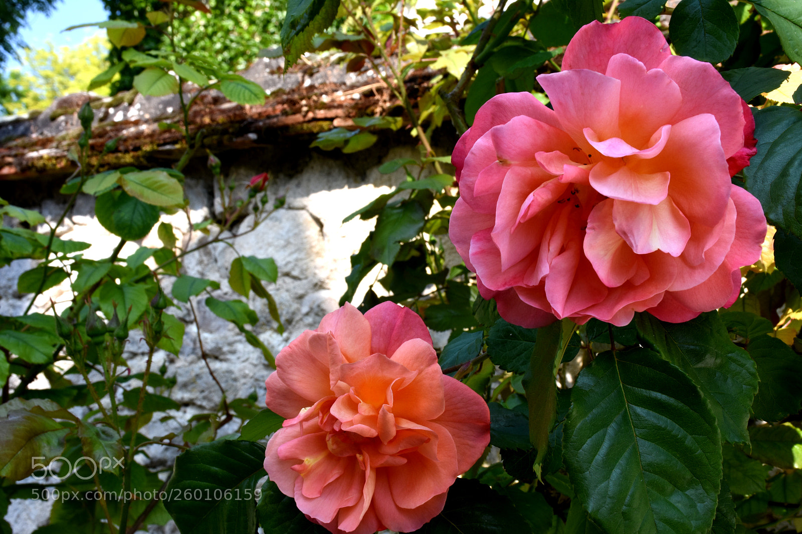 Nikon D7200 sample photo. Ye vre le chatel photography