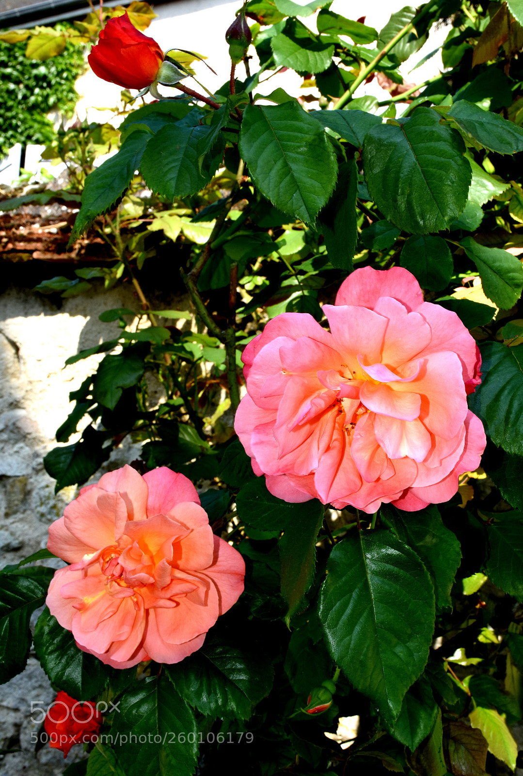 Nikon D7200 sample photo. Ye vre le chatel photography