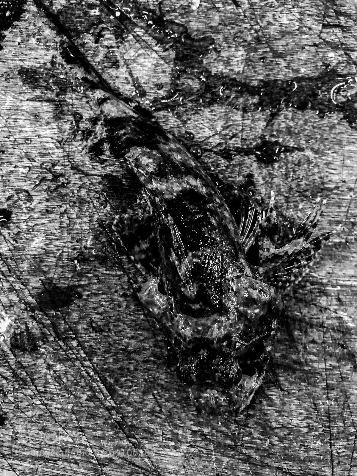 Apple iPhone 7 sample photo. Untitled iii photography