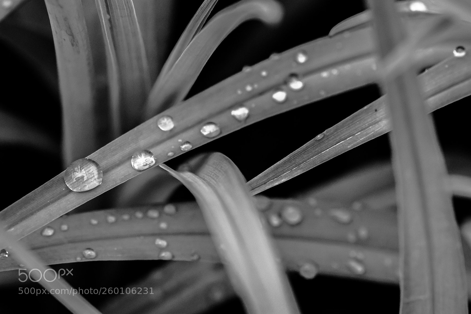 Nikon D610 sample photo. Droplet on a plant photography