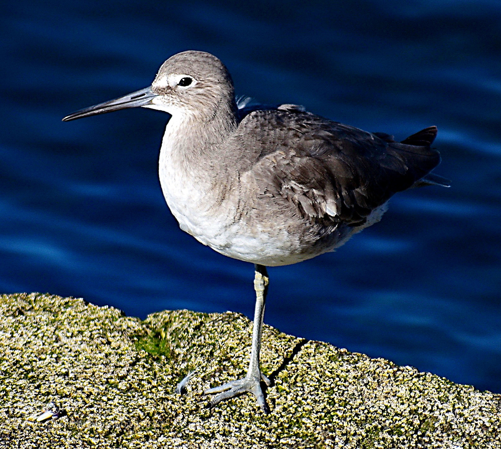 Nikon D7200 sample photo. Grey seabird watching the photography