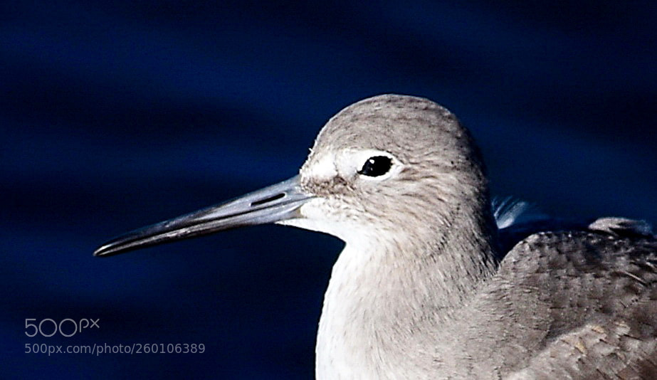 Nikon D7200 sample photo. A grey seabird portrait photography