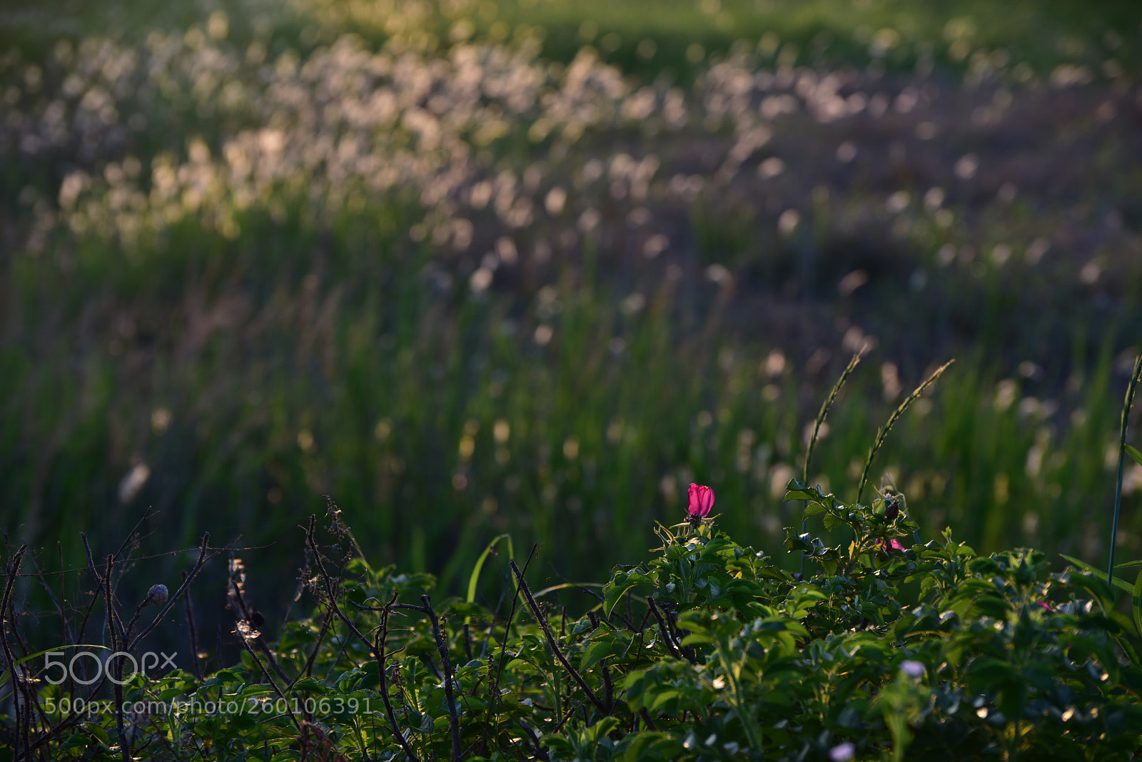 Nikon D810 sample photo. Untitled photography