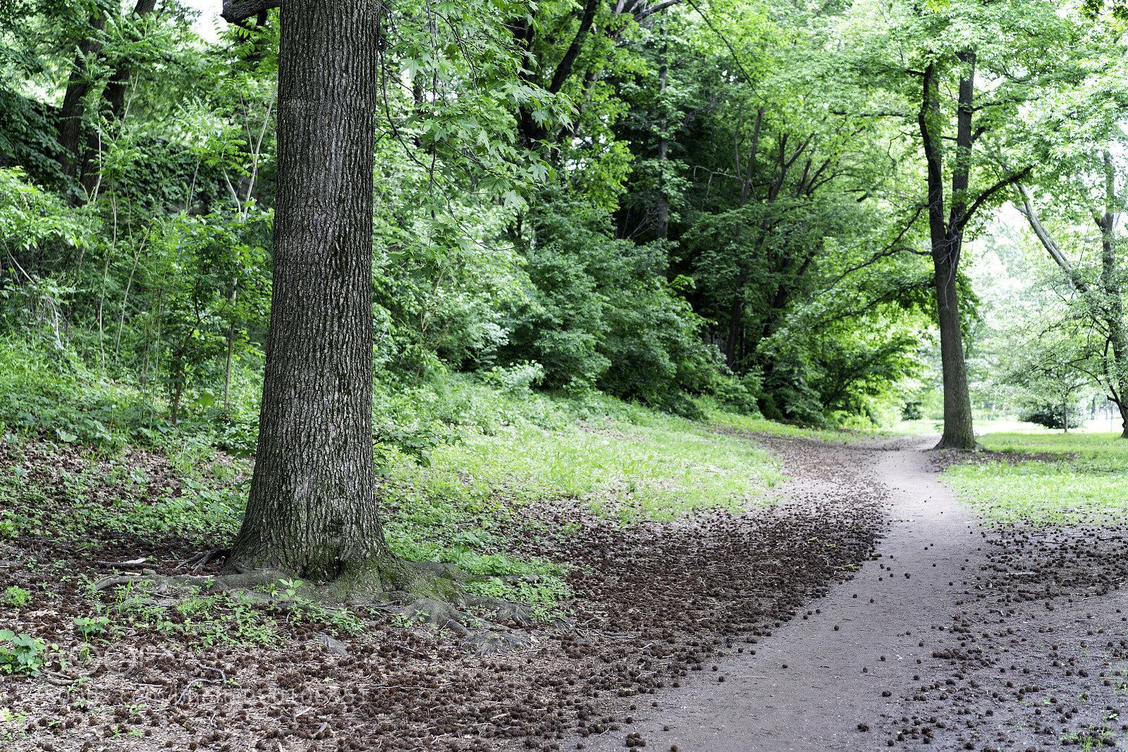 Sony a7R II sample photo. Park path photography