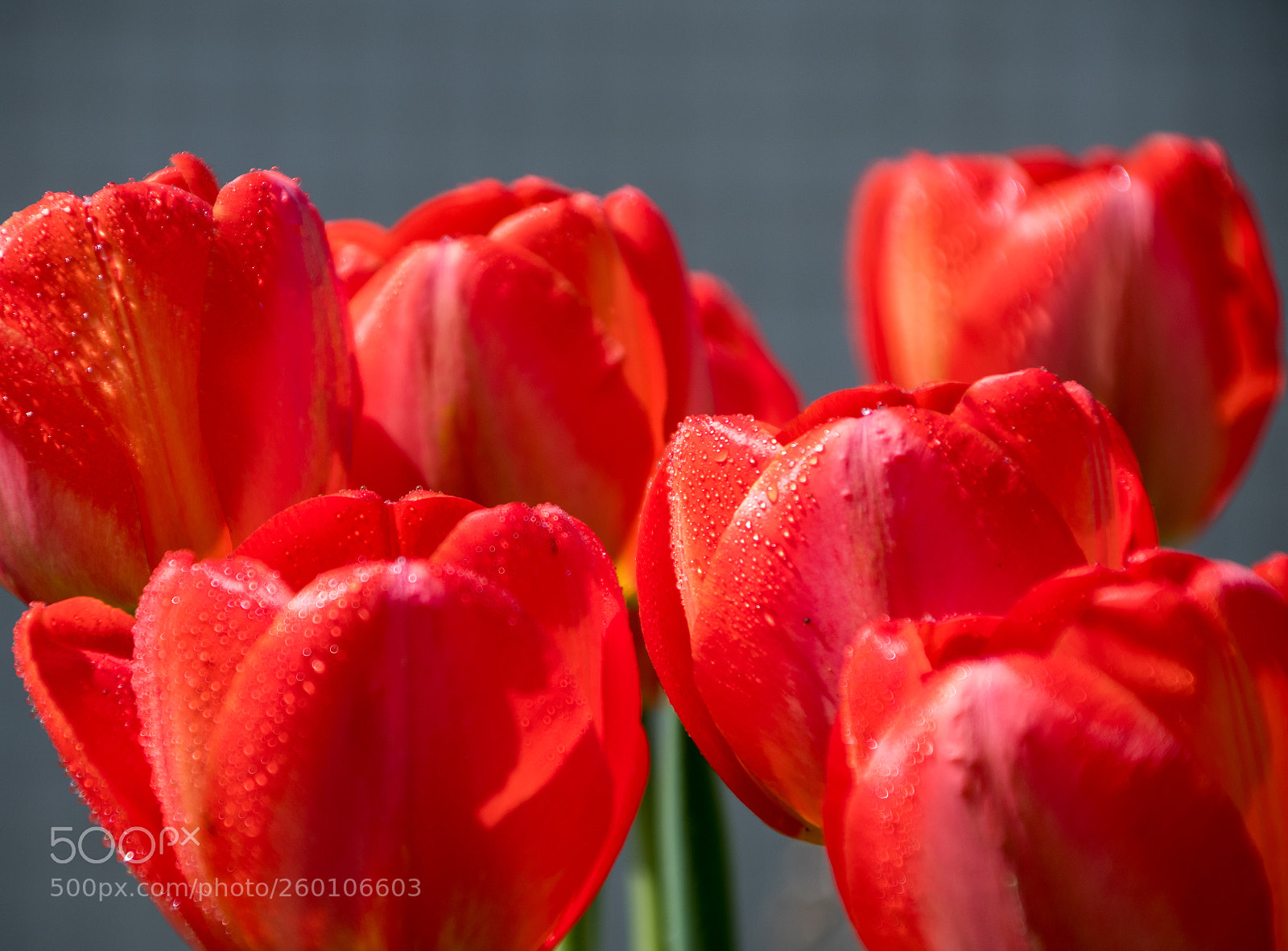 Nikon D7500 sample photo. Red photography