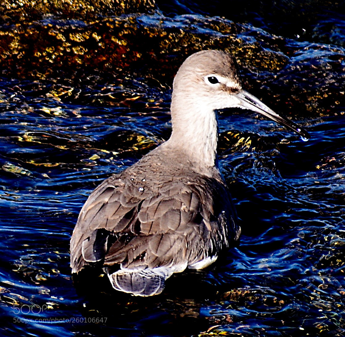 Nikon D7200 sample photo. Grey seabird fishing in photography