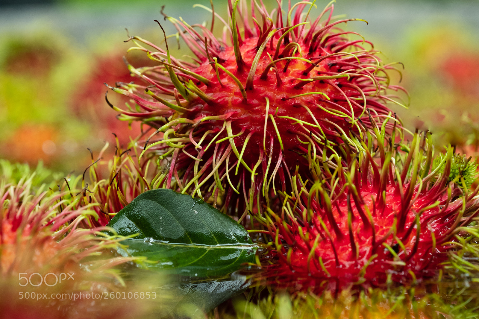 Fujifilm X-T2 sample photo. Red rambutan photography