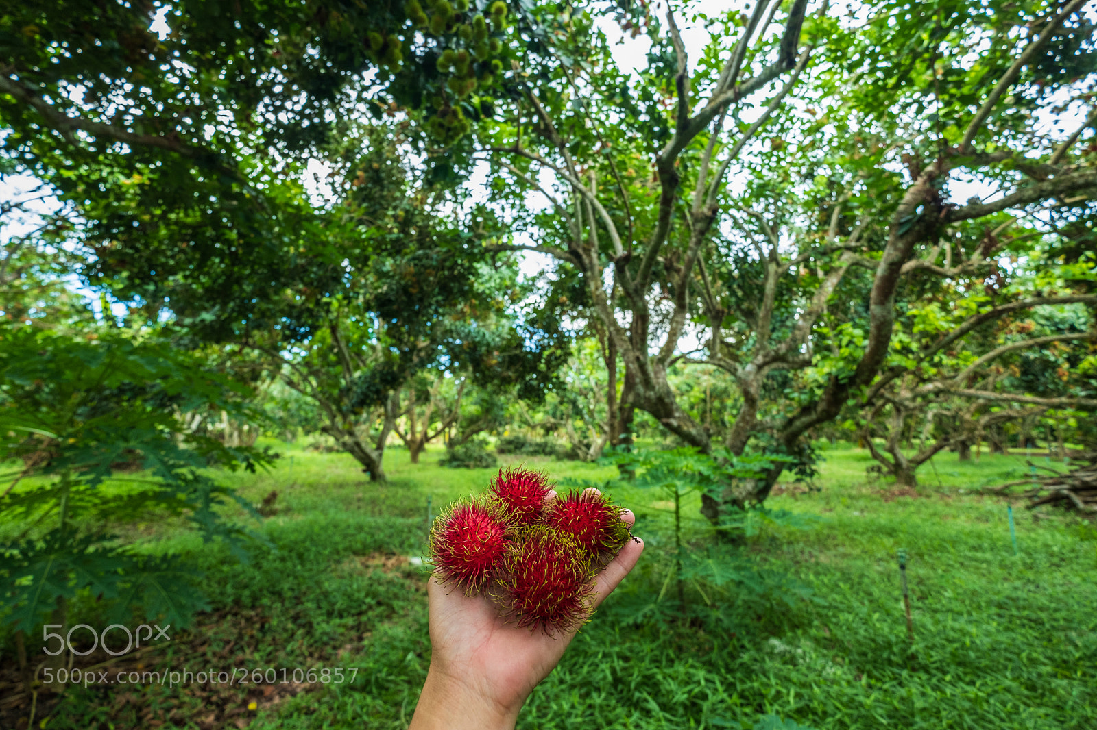 Fujifilm X-T2 sample photo. Red rambutan photography