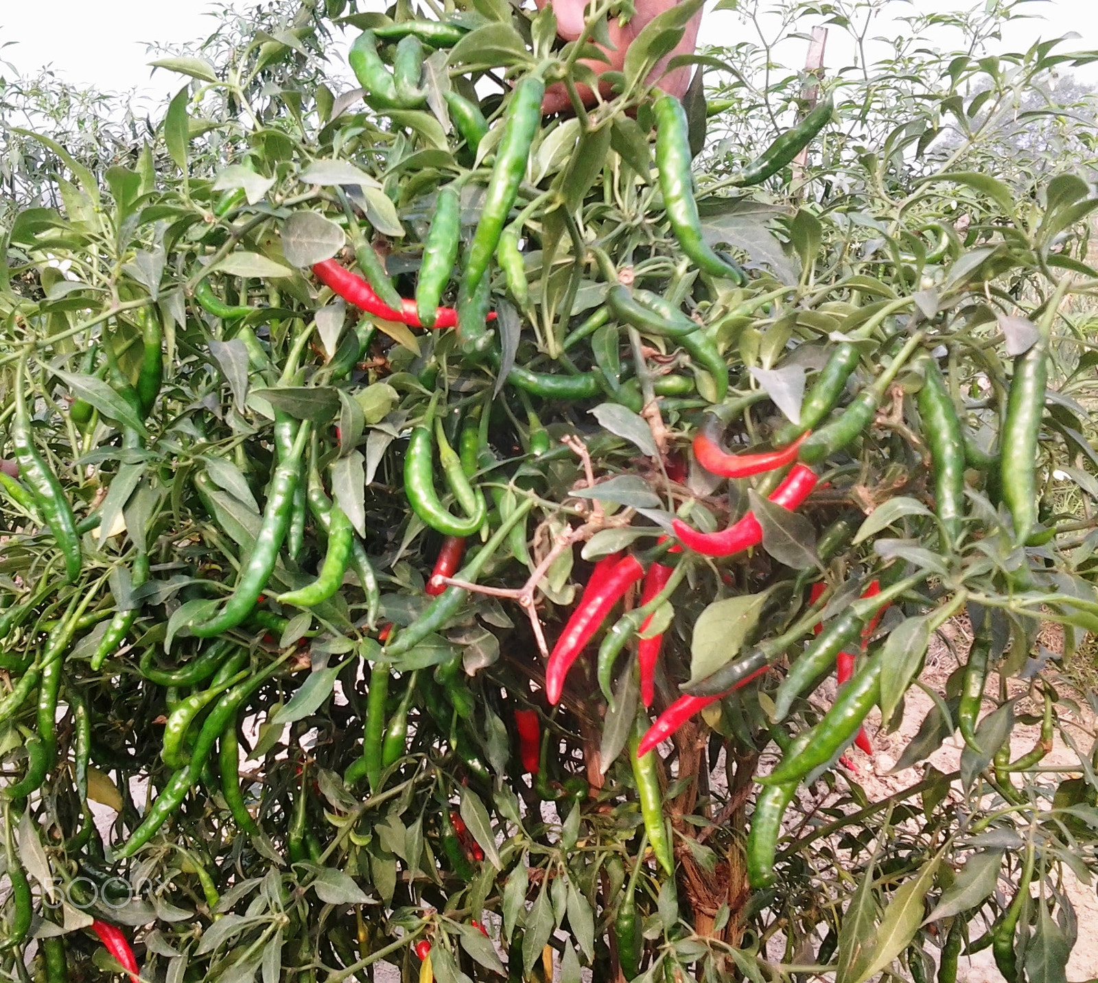 Samsung Galaxy Trend Duos sample photo. Hot pepper photography