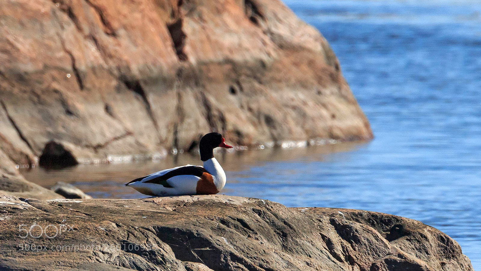 Canon EOS-1D X sample photo. Common shelduck in r photography