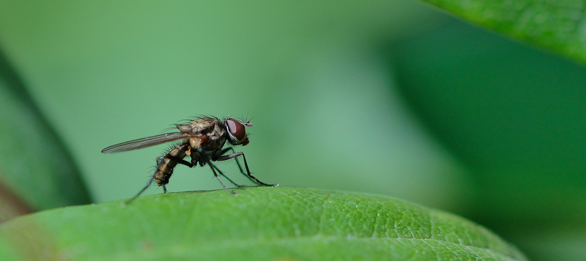 Nikon D7100 + Sigma 105mm F2.8 EX DG OS HSM sample photo. Mouche photography