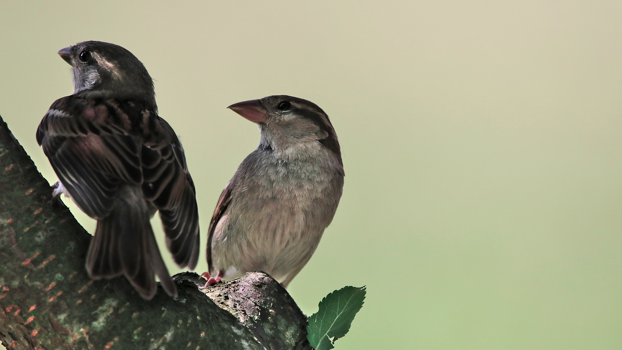Sigma 150-600mm F5-6.3 DG OS HSM | C sample photo. Together photography