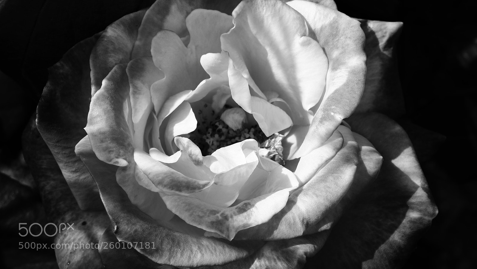 Canon EOS 70D sample photo. Spring rose photography
