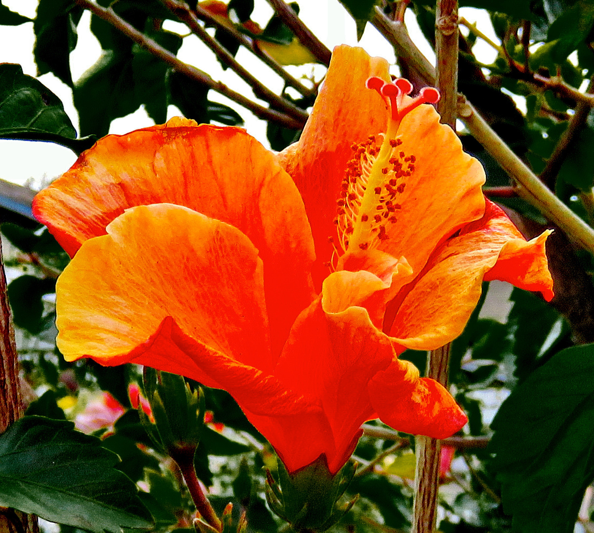 Canon PowerShot SX60 HS + 3.8 - 247.0 mm sample photo. A gold hibiscus flower photography