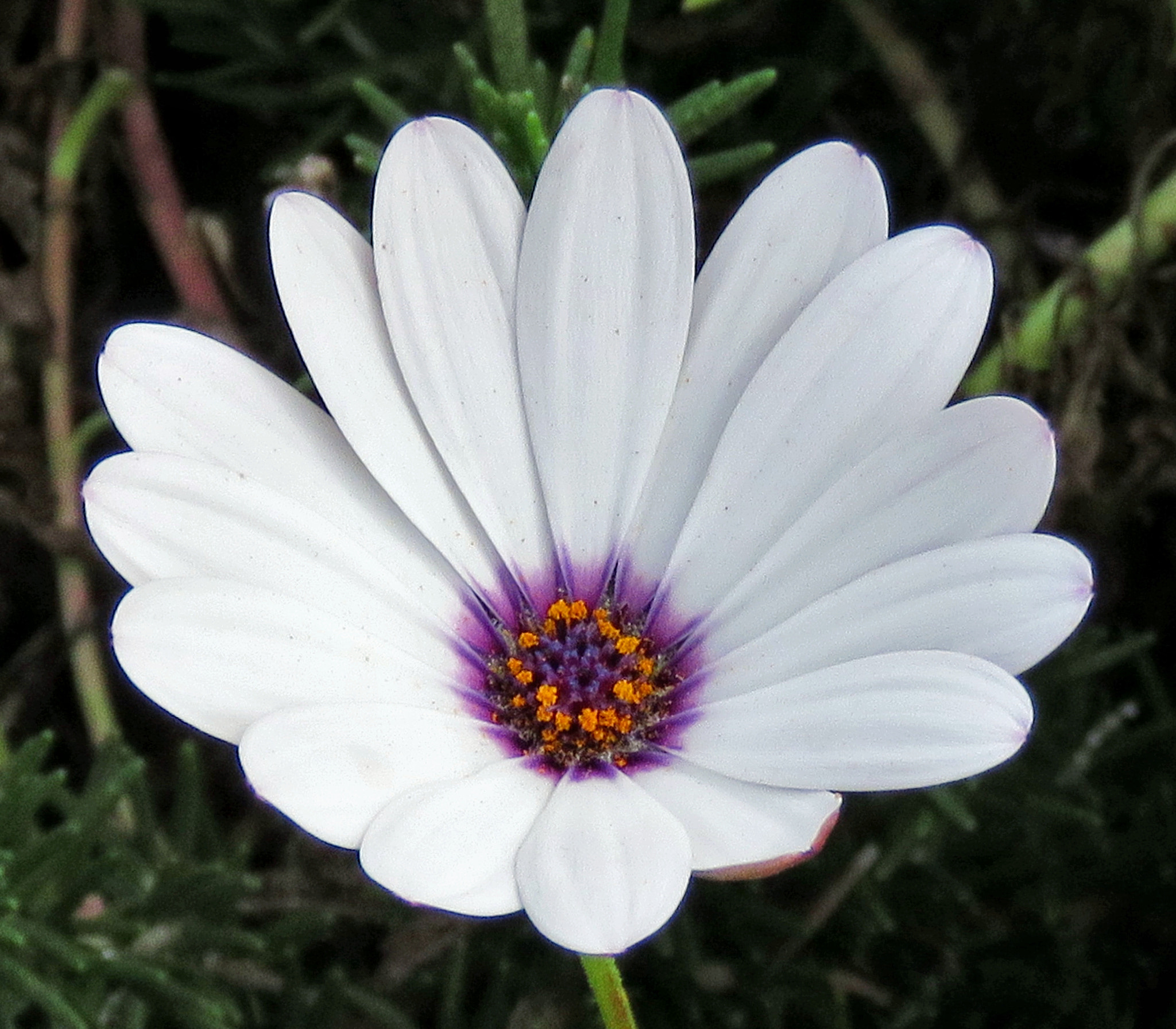 Canon PowerShot SX60 HS + 3.8 - 247.0 mm sample photo. A white and purple and gold daisy flower photography