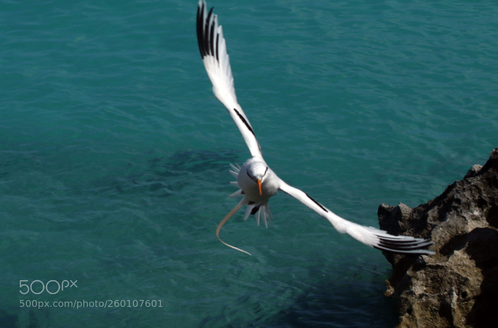 Canon EOS 7D Mark II sample photo. Untitled photography