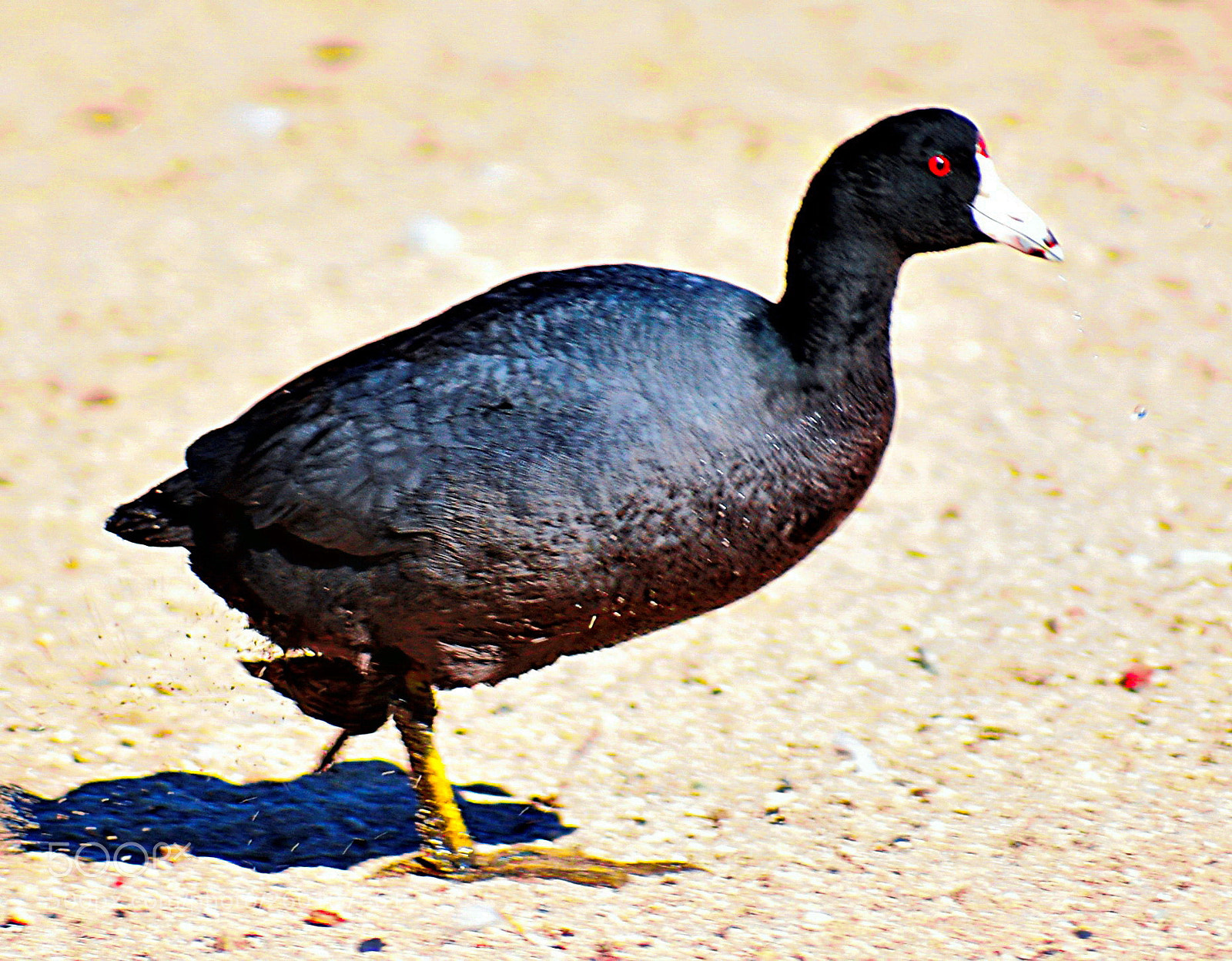 Nikon D7200 sample photo. A black seabird walking photography