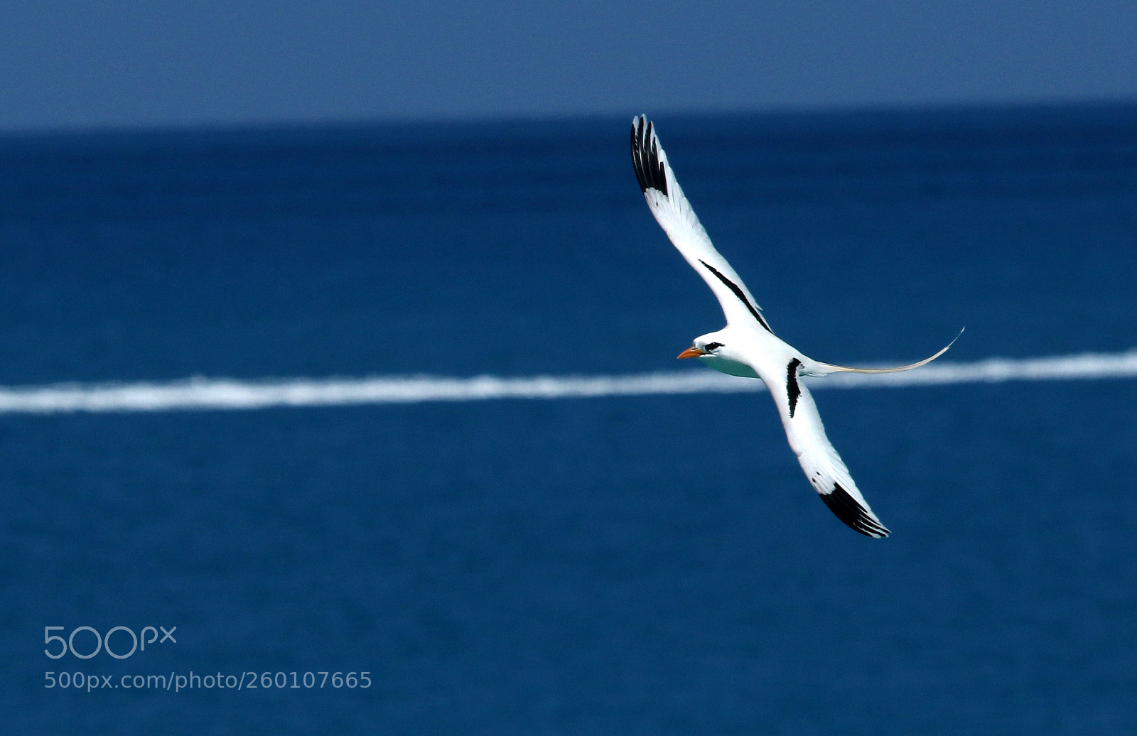 Canon EOS 7D Mark II sample photo. Untitled photography