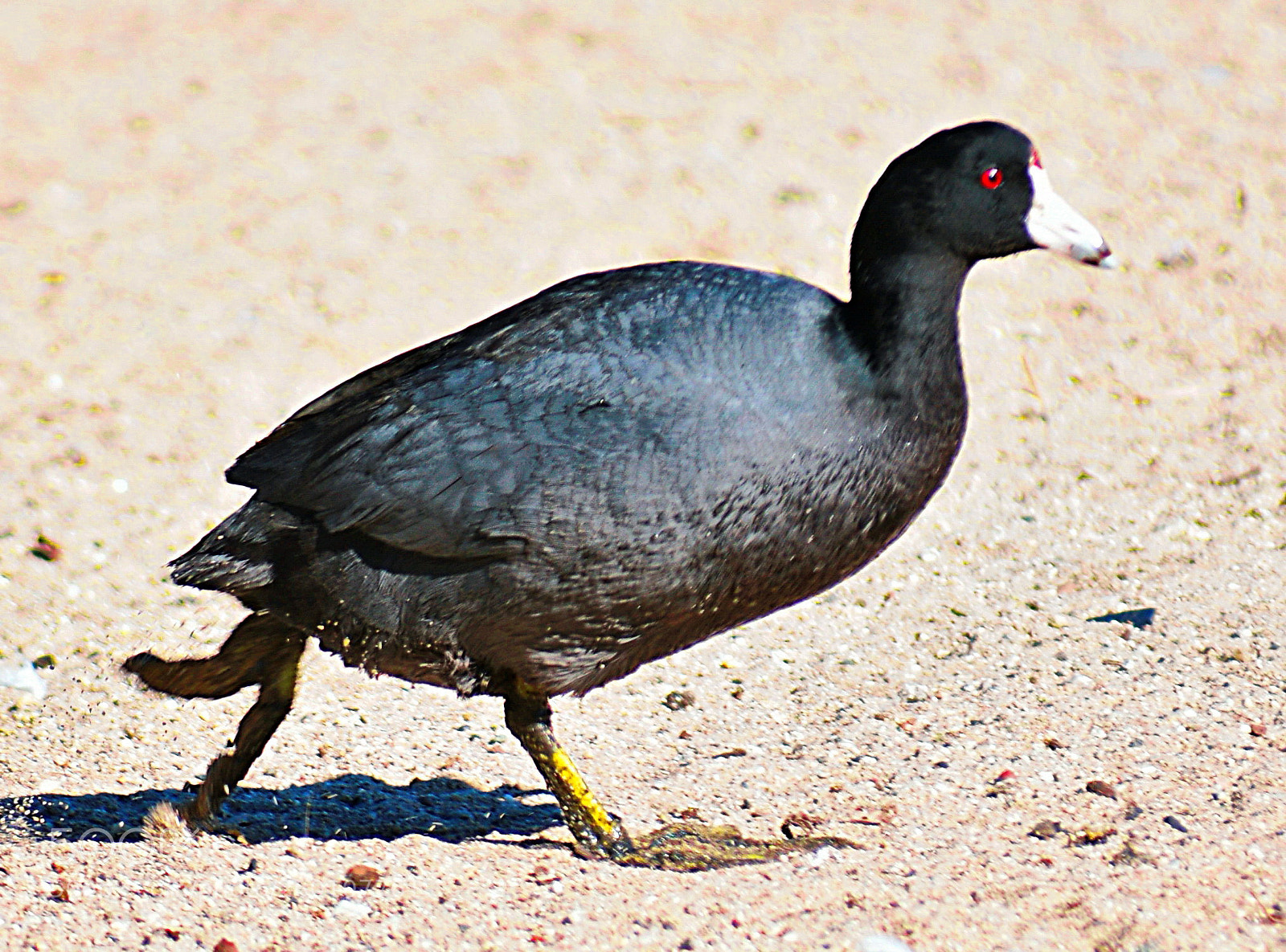 Nikon D7200 sample photo. A black seabird walking photography