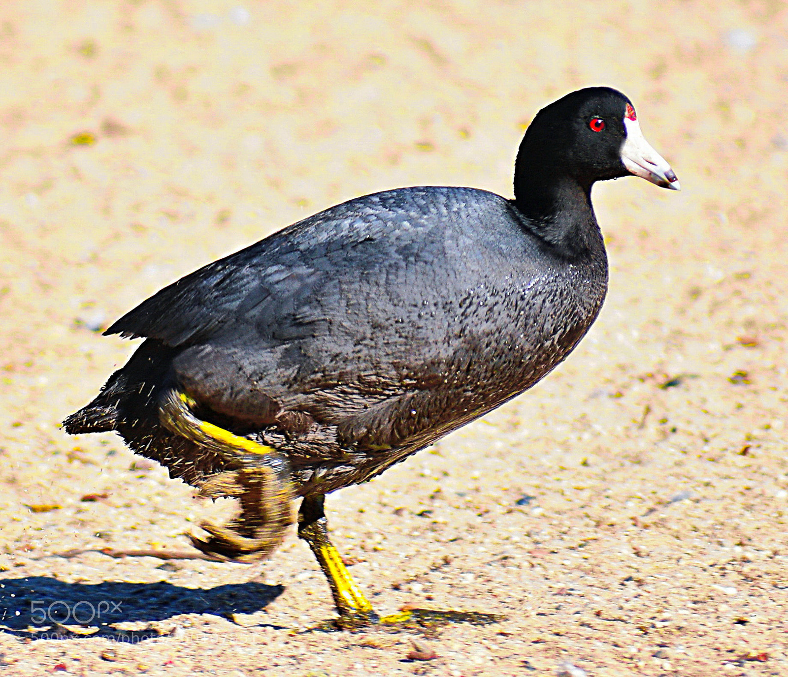 Nikon D7200 sample photo. A black seabird walking photography