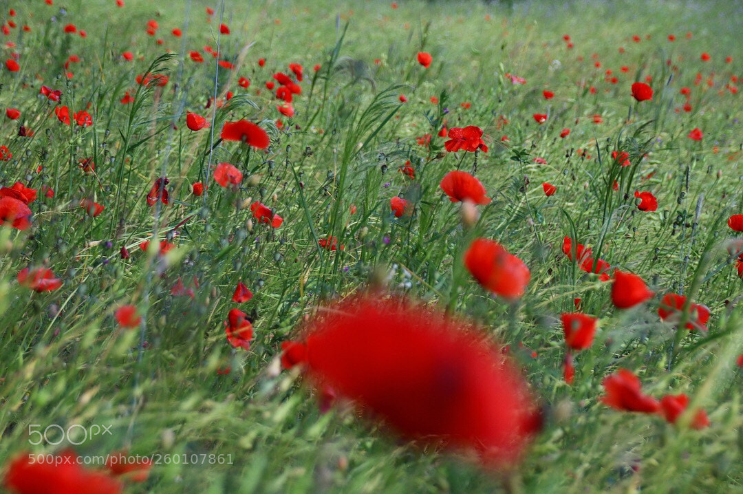Canon EOS 77D (EOS 9000D / EOS 770D) sample photo. The magic poppy field  photography