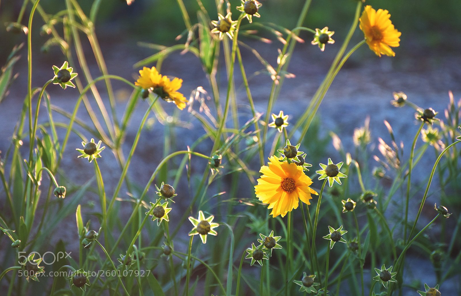 Nikon D810 sample photo. Untitled photography