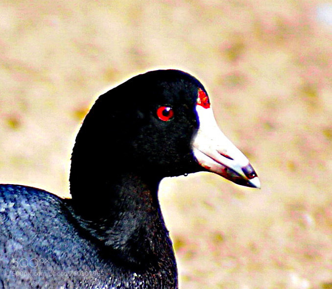Nikon D7200 sample photo. A black seabird portrait photography