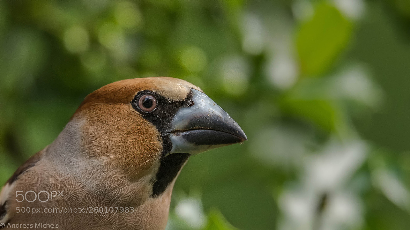 Nikon D500 sample photo. Hawfinch photography