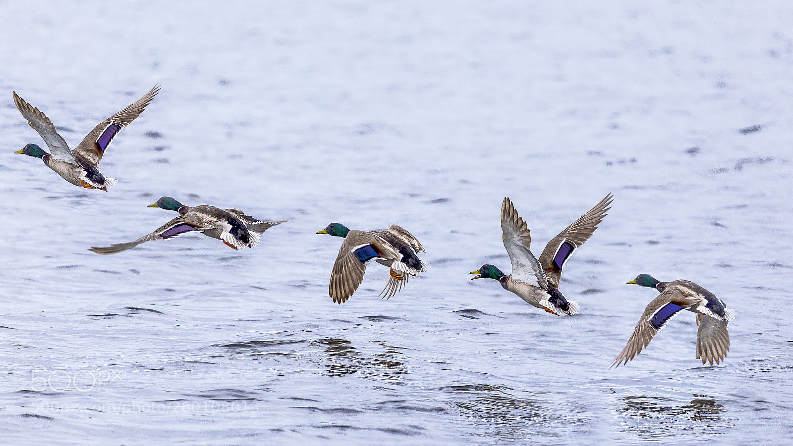 Canon EOS 6D sample photo. Male mallard photography