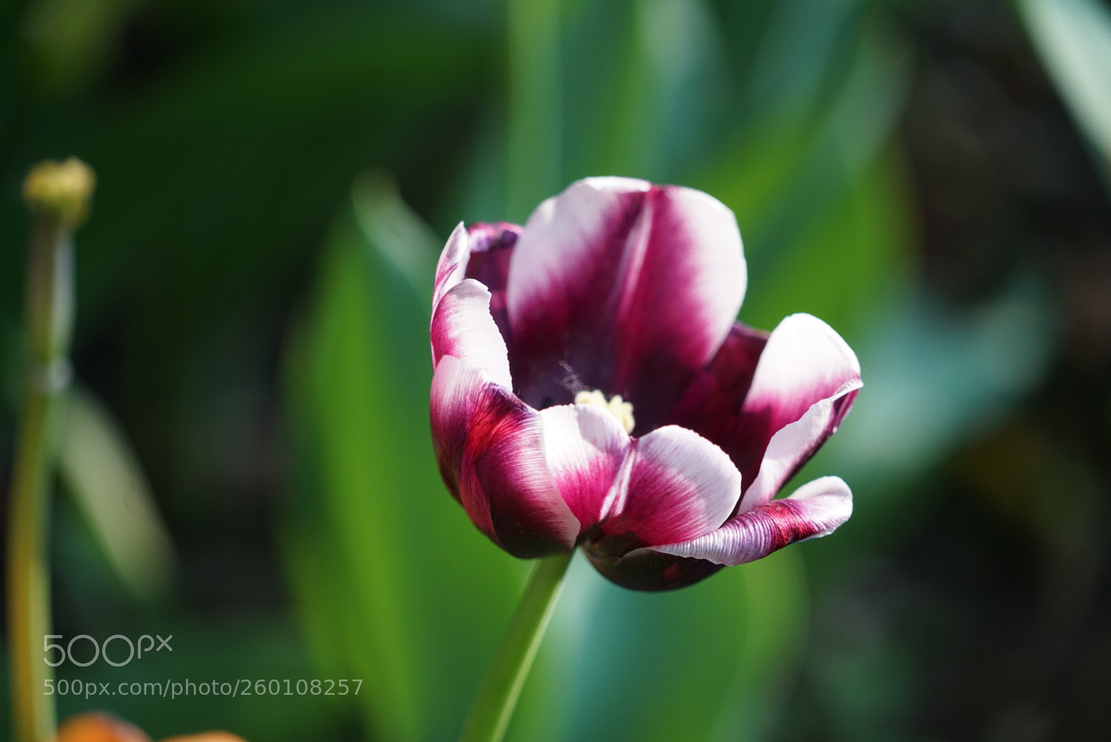 Sony a7R II sample photo. 郁金香 photography