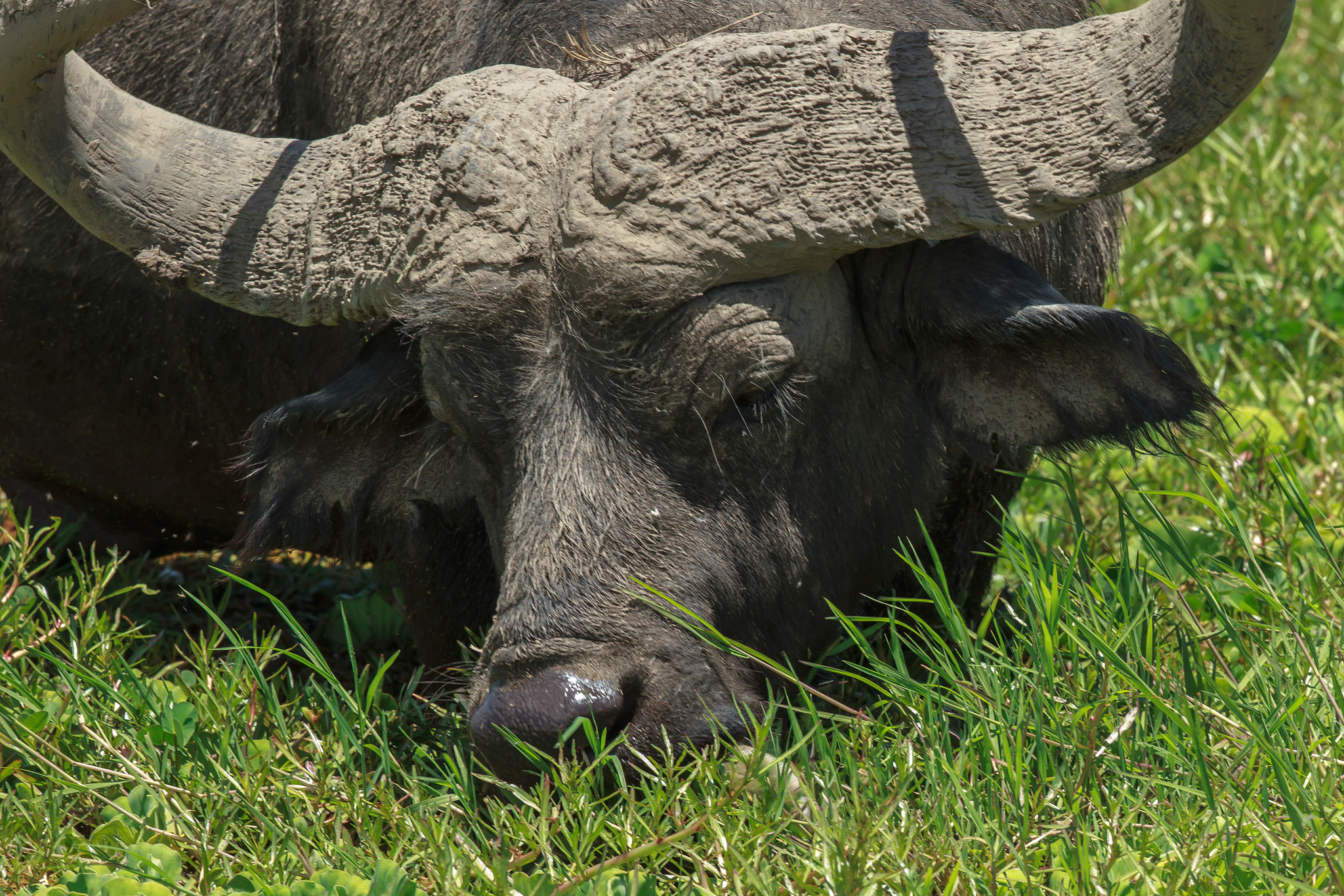 Canon EOS-1D Mark IV sample photo. Up close to an african buffalo photography