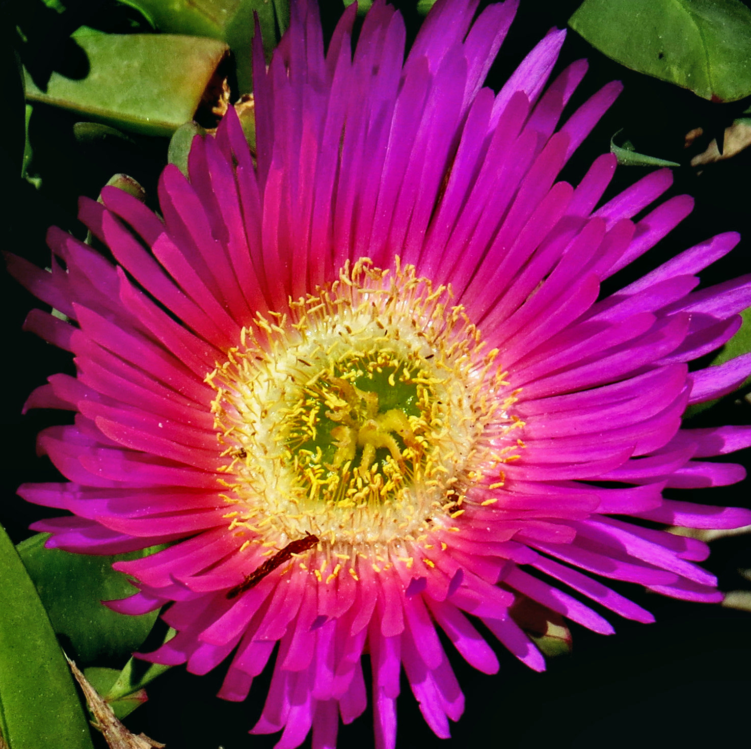 Canon PowerShot SX50 HS sample photo. A purple dandelion flower photography