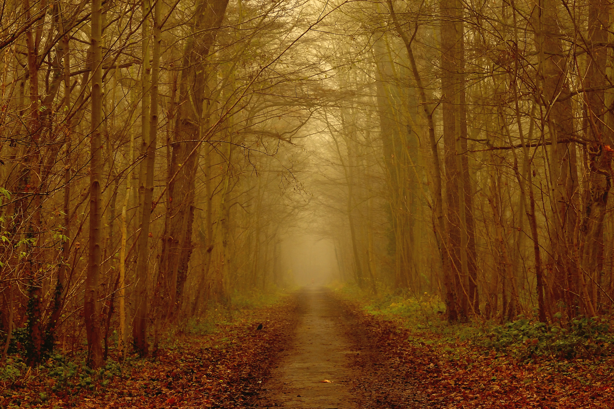 Nikon D5600 sample photo. Mist photography