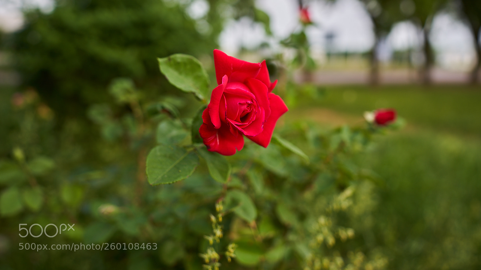 Sony a7R III sample photo. R photography