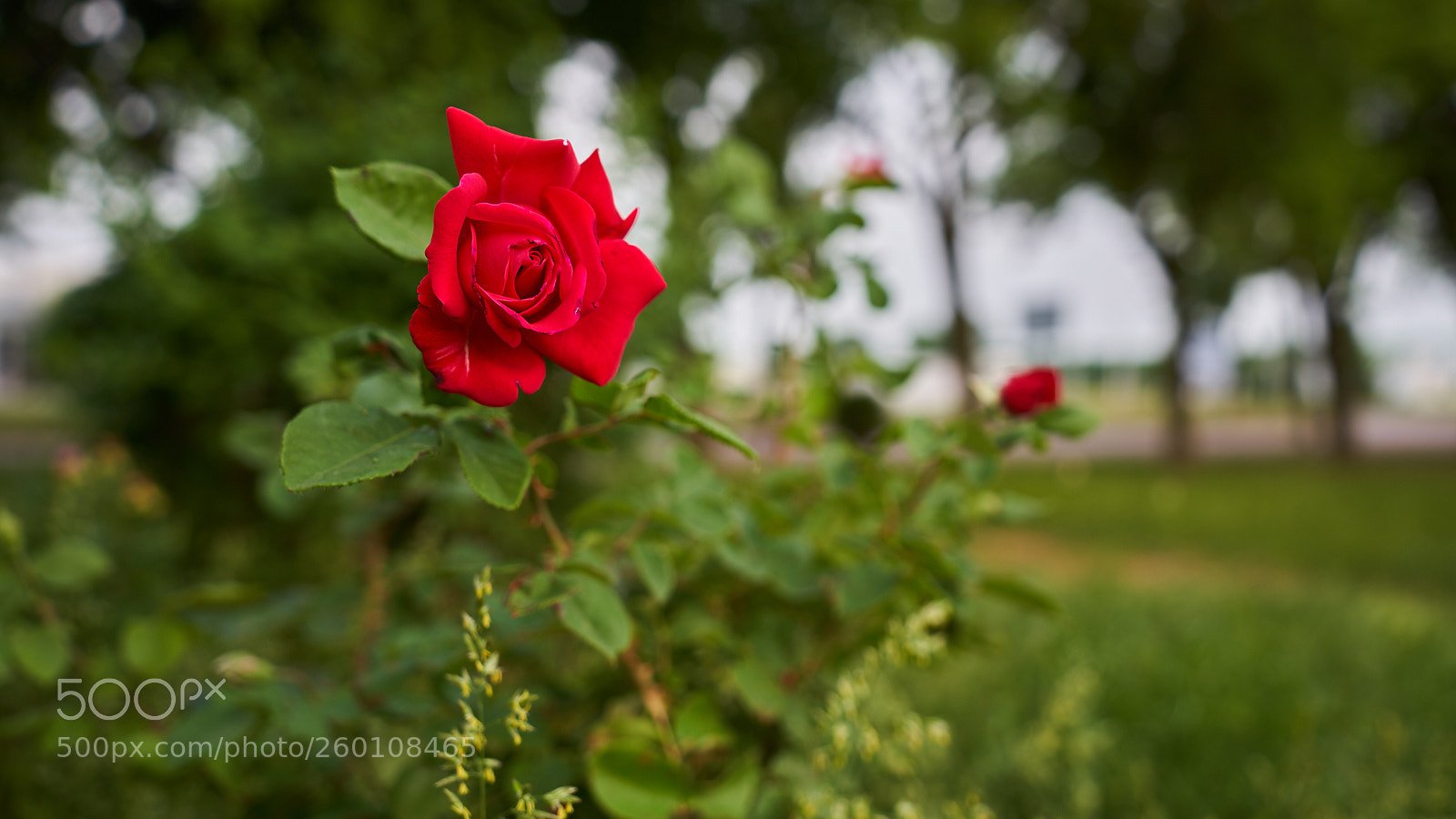 Sony a7R III sample photo. R photography
