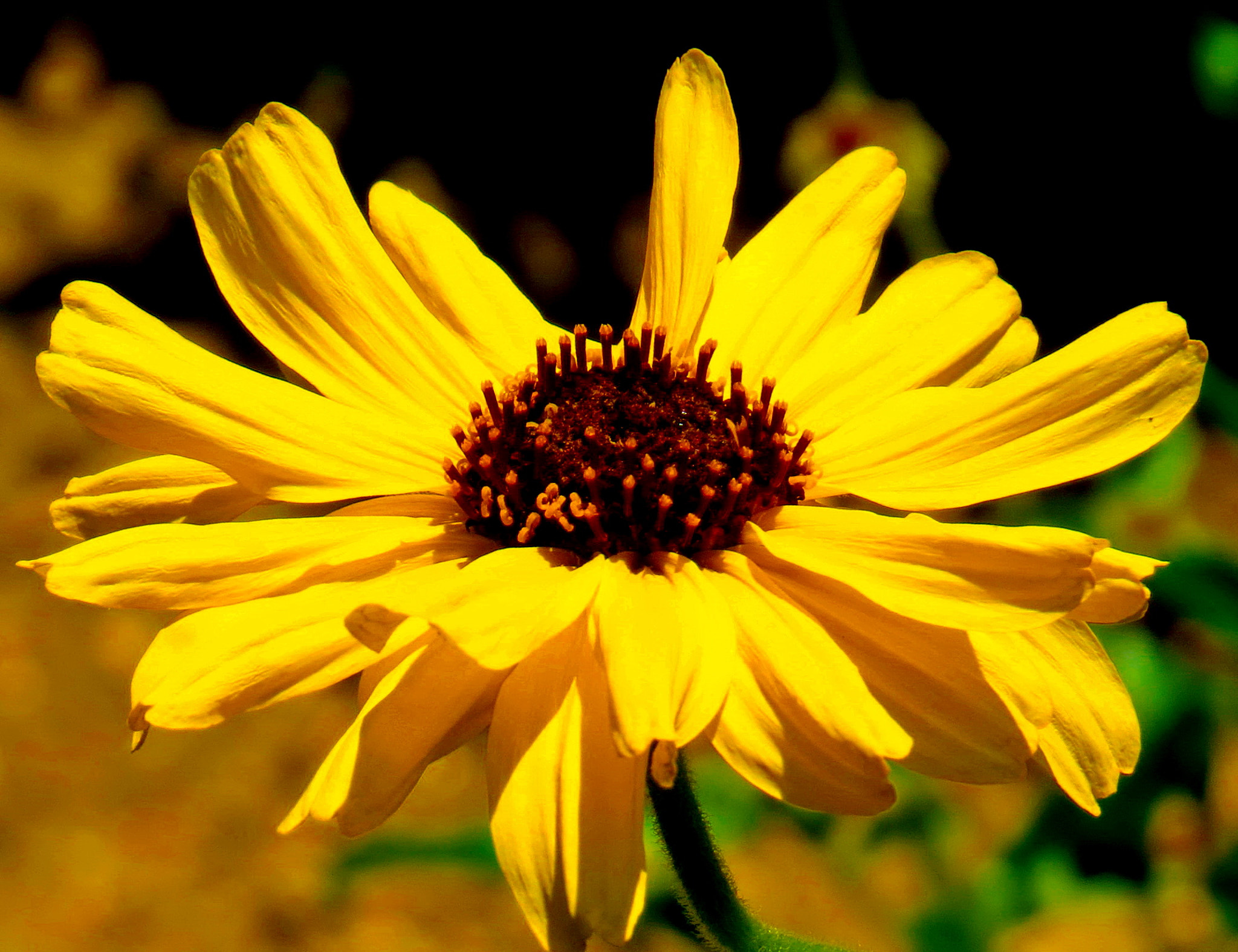 Canon PowerShot SX50 HS + 4.3 - 215.0 mm sample photo. A gold daisy flower photography