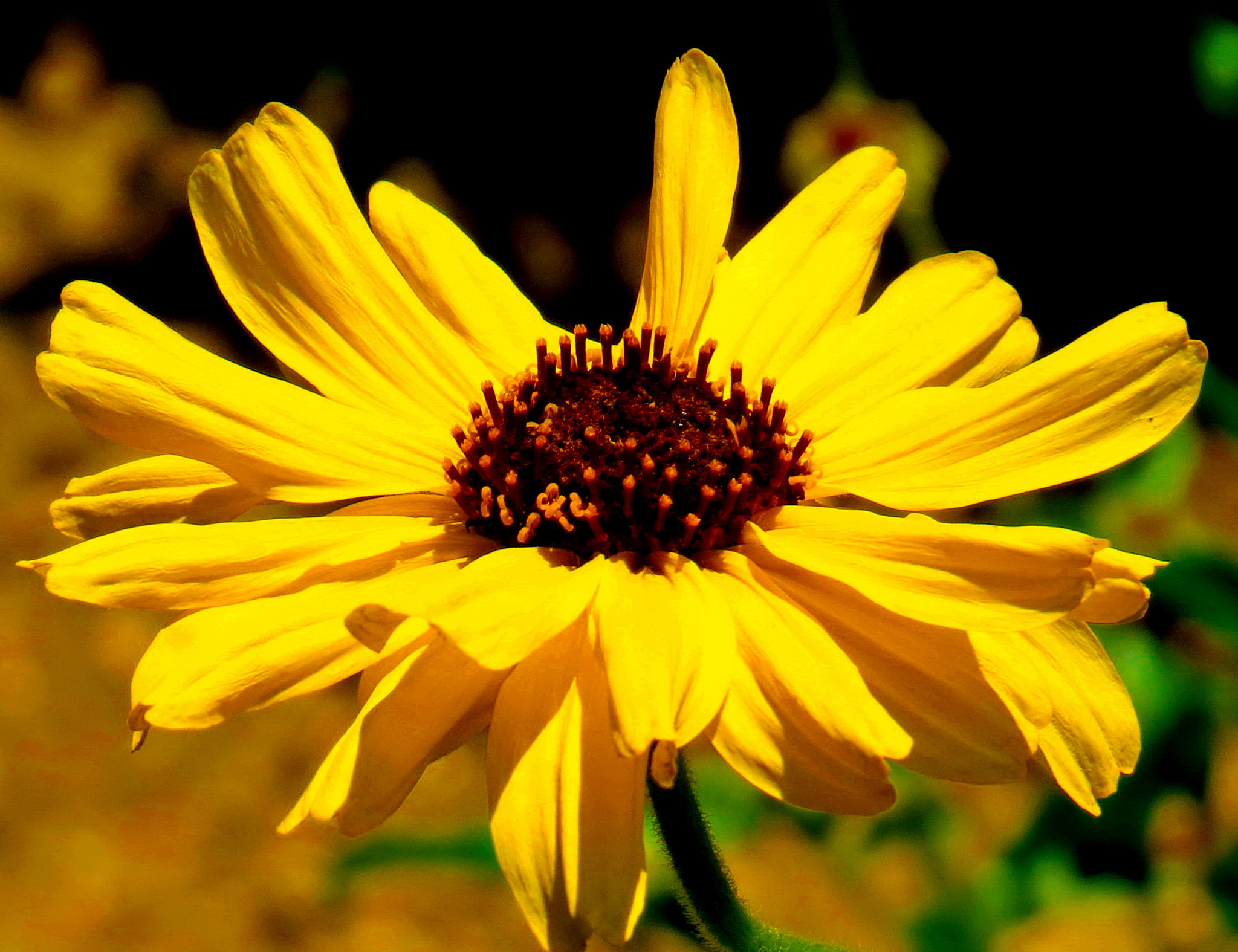 4.3 - 215.0 mm sample photo. A gold daisy flower photography